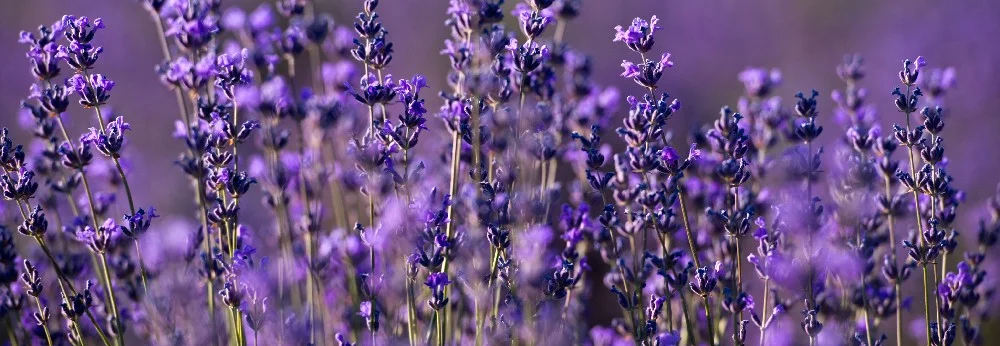 Lila Lavendelblüten